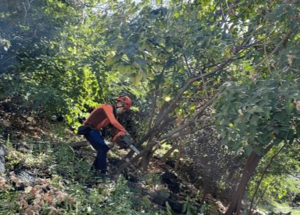 Tree Risk Assessment & Treatment